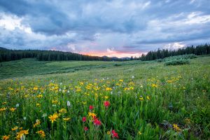 Behavior Skills Training for All
